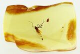 Fossil True Midge and Wingless Scale Insect in Baltic Amber #284562-1